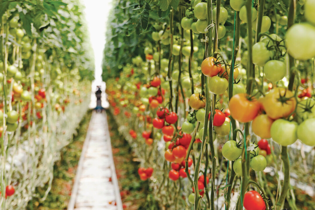 Landwirte sollen mit den neuen Lsungen dank optimaler Nutzung ihrer Ressourcen den Ertrag maximieren und gleichzeitig die Umweltauswirkungen verringern knnen.