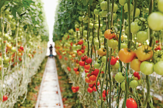 Landwirte sollen mit den neuen Lsungen dank optimaler Nutzung ihrer Ressourcen den Ertrag maximieren und gleichzeitig die Umweltauswirkungen verringern knnen.