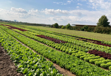 Das Bundesministerium fr Ernhrung und Landwirtschaft (BMEL) frdert Forschungsvorhaben zu Pflanzenschutzverfahren im Acker- und Gemsebau mit konservierender und erosionsmindernder Bodenbearbeitung sowie in Dauerkulturen. 