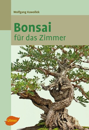 Bonsai fr das Zimmer