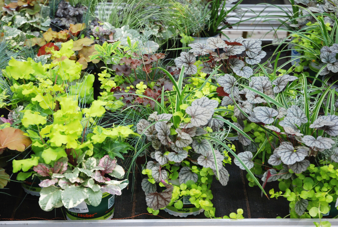 Herbstzauber-Combis stehen ab Mitte August auf den Verkaufsflächen.