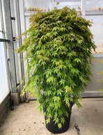 Acer palmatum „Sonkoot8“ (Cascade Emerald) hat grüne, sehr tief eingeschnittene Dissectum-Blätter. Die Äste der Pflanze hängen eng am Stamm herab.