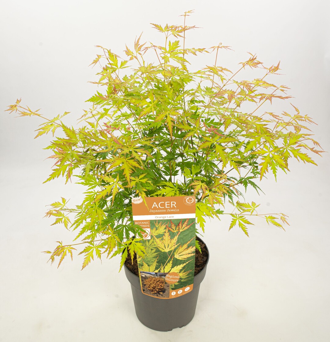  Acer palmatum Sonkoot9 (Orange Lace) hat einen zierlichen, aufrechten Wuchs mit hngenden Zweigen. Damit gleicht die Hhe der Pflanze ihrer Breite von 175 cm. Der Strauch ist kugelfrmig. Die tief eingeschnittenen Dissectum-Bltter frben sich im Frhjahr orange. Im Sommer frben sich die Bltter gelb-orange. Van Son & Koot BV aus Kaatsheuvel hat die Pflanze eingereicht und bringt sie auch auf den Markt. ORANGE LACE wurde von Botanic Experience BV aus Kaatsheuvel gezchtet und das gewerbliche Schutzrecht wurde beantragt.   