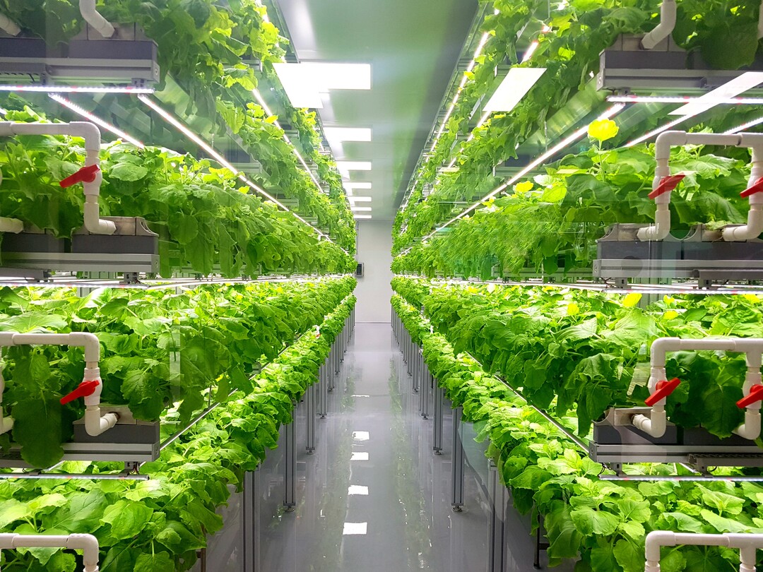 Vertical Indoor-Farming (Symbolbild) - der Anbau von Fruchtgemüse oder Obst in übereinanderliegenden Kultursystemen in Innenräumen - hat das Potenzial, die wachsende Weltbevölkerung mit nachhaltigen und frischen Lebensmitteln zu versorgen.