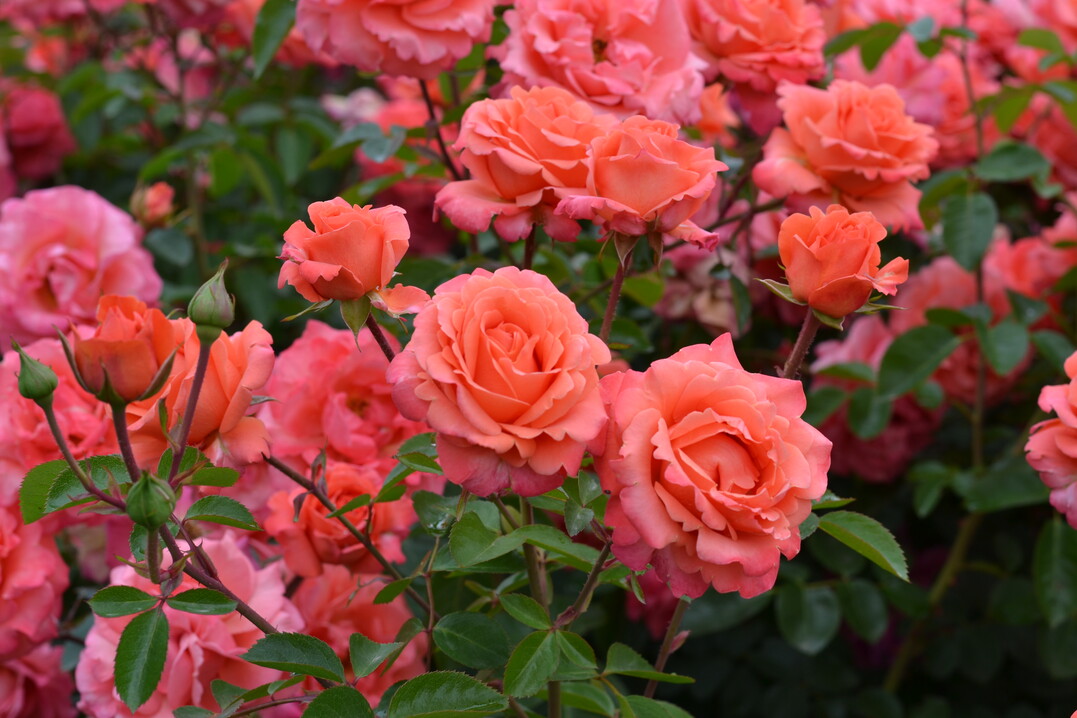 ADR-Auszeichnung fr "Little Drummer", eine Beet-/Strauchrose von Noack Rosen