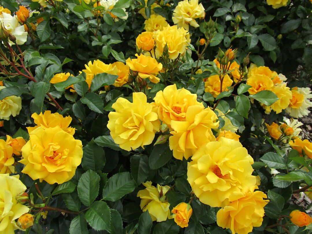 ADR-Rose 2023: "Goldkrone", eine neue Züchtung von Kordes Rosen