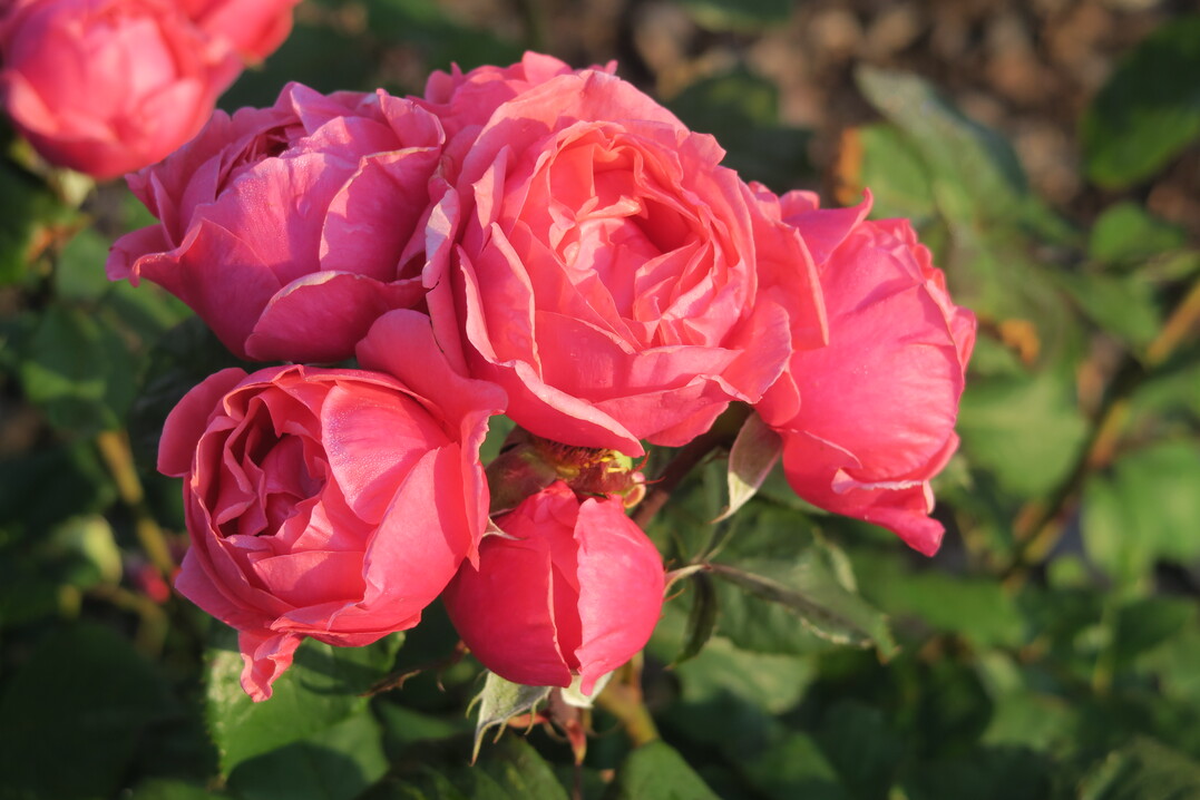 Rosa Gartenprinzessin Marie-José