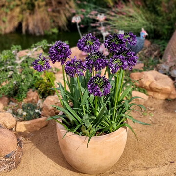 Plant of the Year auf der Chelsea Flower Show 2023 ist Agapanthus Black Jack.