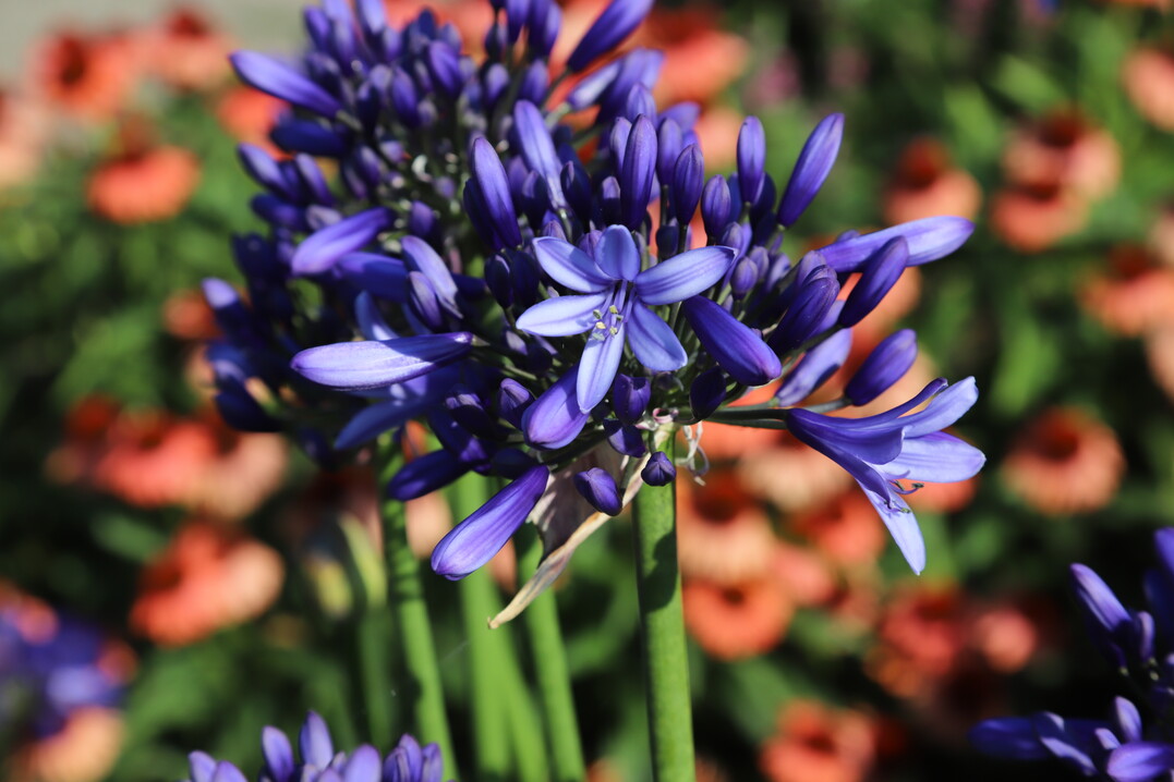 Agapanthus "Heidy" (PRETTY HEIDY)