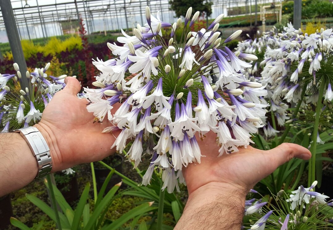  Agapanthus MDB001" (Hello Agapanthus Fireworks) ist eine zweifarbige, dauerblhende Agapanthus. Die Bltendolden sind gro, mit vielen blauen und weien Blten pro Bltenstand. Die Pflanze hat kurze, breite grne Bltter und ist resistent gegen Kragenfule. Hoogeveen Plants BV aus Hazerswoude-Dorp bringt diese besondere Agapanthus in den Handel und hat die Pflanze auch eingereicht. Die Pflanze wurde von De Wet Plant Breeders, Linbro Park (Sdafrika), gezchtet und ist sortenschutzrechtlich geschtzt. Das Management liegt in den Hnden von Plantipp aus IJsselstein.    