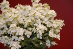 Arabis hybride „Alabaster“