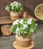 Colorita® Claressa, sorgt den ganzen Sommer für einen eleganten Outdoor-Look!