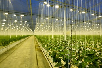  Dank der speziellen Batwing-Optik kann der Gewchshausbesitzer den Abstand zwischen den einzelnen 
Lampen vergrern, ohne dass die Lichtqualitt fr die Pflanzen darunter leidet. 