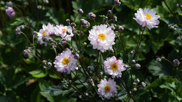 Anemone hybrida "Garden Breeze Pink Touch"