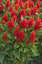 Celosia argentea plumosa "Arrabona"