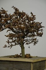 Rotbuche „Asterix“