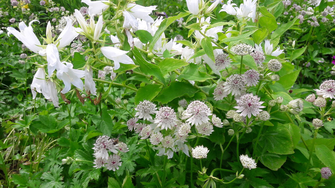 Astrantien lassen sich im Staudenbeet gut kombinieren, hier mit Campanula macrantha "Alba"