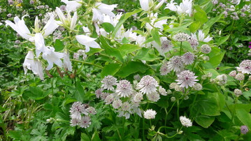 Astrantien lassen sich im Staudenbeet gut kombinieren, hier mit Campanula macrantha "Alba"