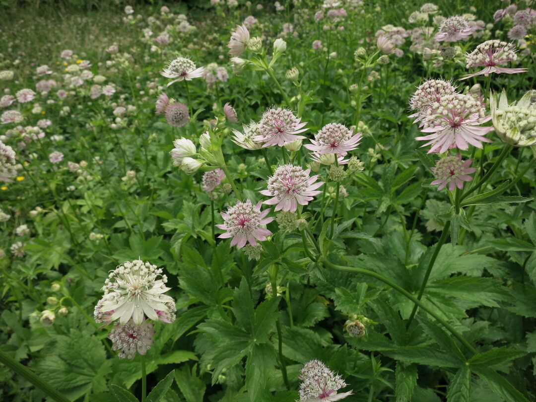  Astrantia major breitet sich langsam flchig aus. 