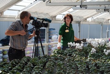 Auf groes Medieninteresse stie das Benefiz-Alpenveilchen der Gartenbaugruppe Wrzburg, hier in der Grtnerei Gammanick in Waldbttelbrunn. 