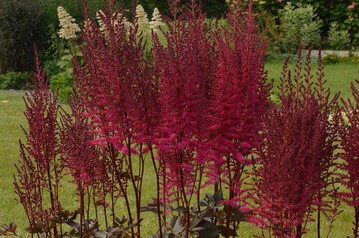 Astilbe "Chocolate Cherry" (MIGHTY) wurde als beste Novitt in Boskoop ausgezeichnet
