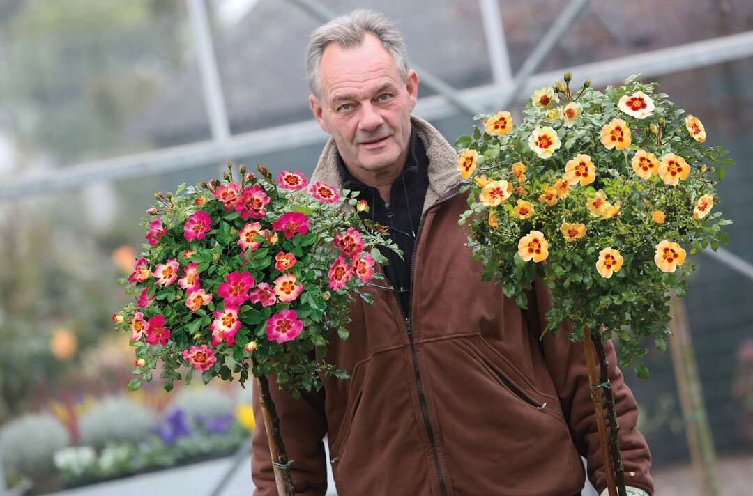 Rosenzchter John Seuren prsentiert die neue Stammrose Babylon Eyes 