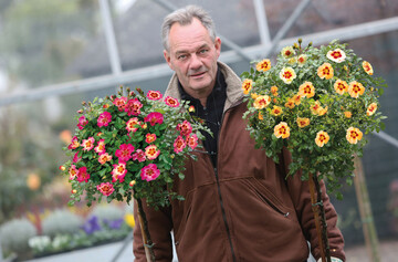 Rosenzchter John Seuren prsentiert die neue Stammrose Babylon Eyes 