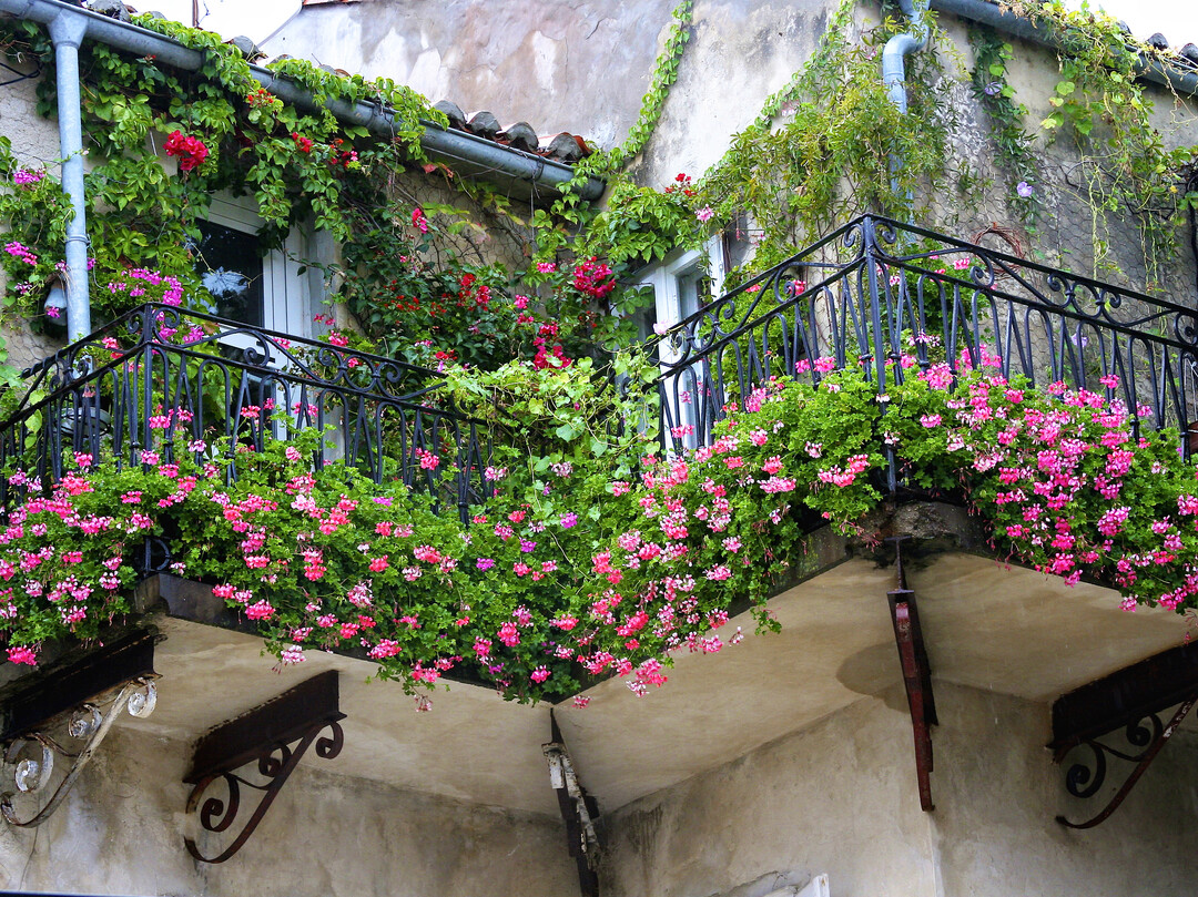 Die beliebten Beet- und Balkon-Geranien haben ihren Ursprung bei Wild-Pelargonien aus Sdafrika.