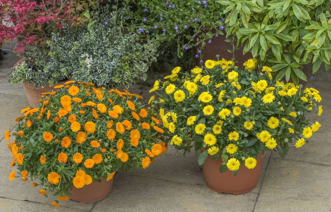 Die Ringelblume "Luggi" wurde zur Bayerischen Pflanze des Jahres 2018" gewhlt. Sie blht in leuchtendem Gelb und Orange.