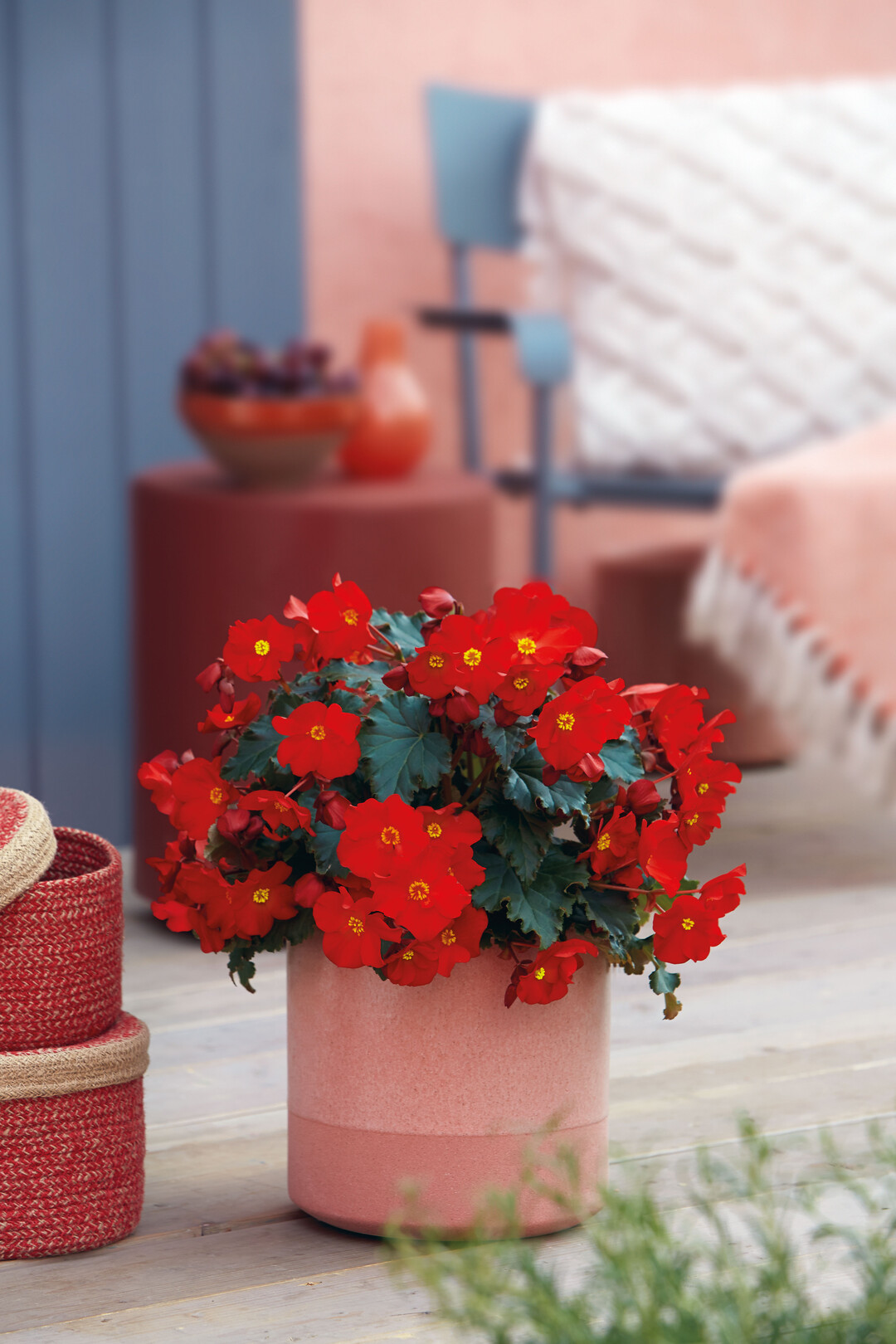 Begonia "Dreams Garden MacaRouge" ist Gewinner des FleuroStars 2019/2010 von Fleuroselect