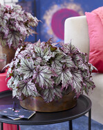 SpaceStar Maia, ein kosmisches Multitalent. Eine eigene Welt in Ihrem Lebensraum!