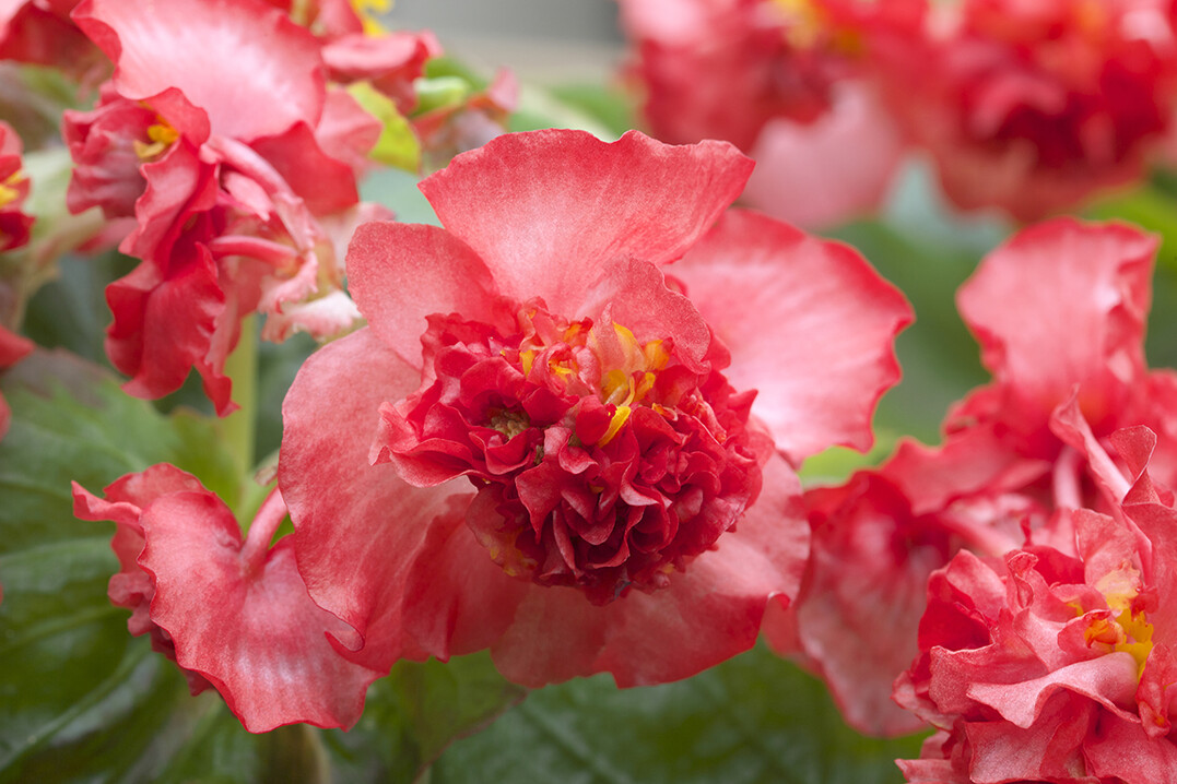 Begonia semperflorens F1 "Fiona Red"