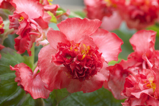 Begonia semperflorens F1 "Fiona Red"