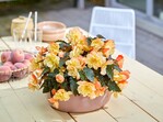 Begonia hybrida
I"CONIA Aroma Peach
Dümmen Orange