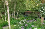 Chelsea 2024, Best in Show: Forest Bathing Garden von Ula Maria<br>