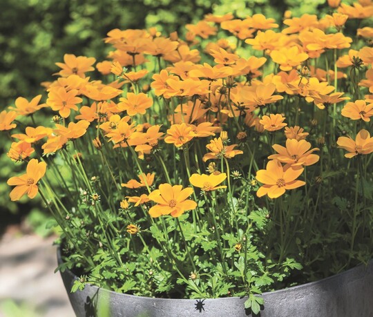 Die "Hummelknigin" (<em>Bidens ferulifolia</em> "Golden Empire" von Florensis) der Berliner und Brandenburger Grtner punktet mit sehr vielen farbintensiven goldenen Blüten. In der vollen Sonne ist sie ein absoluter Hingucker fr alle Gartenfreunde und eine anziehende Futterstelle fr alle Insekten. Die "Hummelknigin" eignet sich wunderbar fr Kombinationspflanzungen in Kbeln und in Ksten. Die Sorte bevorzugt den sonnigen bis halbschattigen Standort. Die Kultur steht gerne eher in einem trockeneren Medium. Staunsse kombiniert mit dauerhaft hohen Topftemperaturen vertrgt sie nicht.