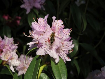 Bienen, Schmetterlinge und andere Insekten finden auf dem AzuBienen-Grab blhende, nektarreiche Stauden. 