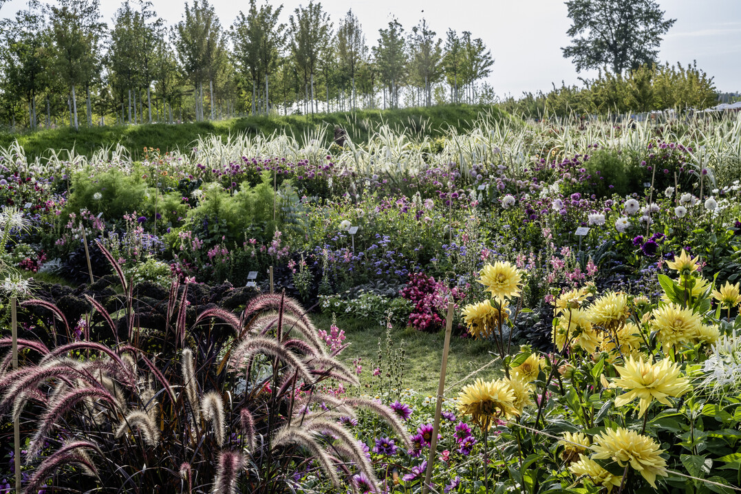Dahlien bestimmen das Bild der BUGA Mannheim 2023 im Sptsommer und Herbst.