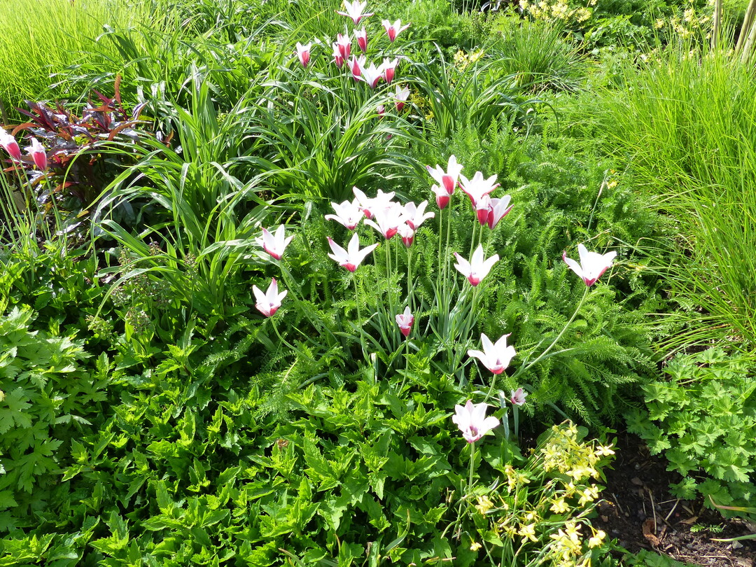Frisches Grn und Tulpen zeigt der Staudenbeitrag von Haussermann-Stauden im Frhjahr, spter blhen Sonnenhte, Taglilien und Astern.