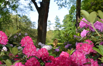 Rhododendren an der Klangoase