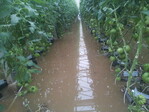 Hochwasser bei Jena setzte die Gewächshausflächen dieses Gemüsebaubetriebes unter Wasser.