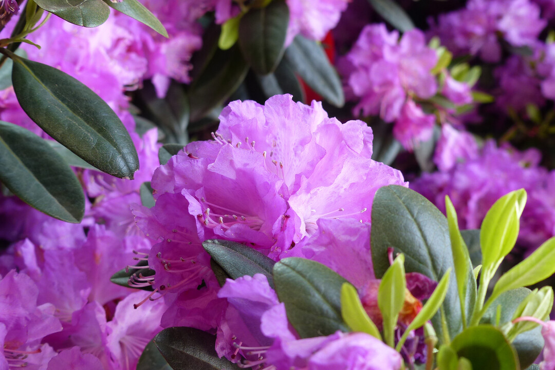 1. Hallenschau BUGA Mannheim 2023: Aze liebt Lea! Rhododendron carolinianum P.J.M. Elite