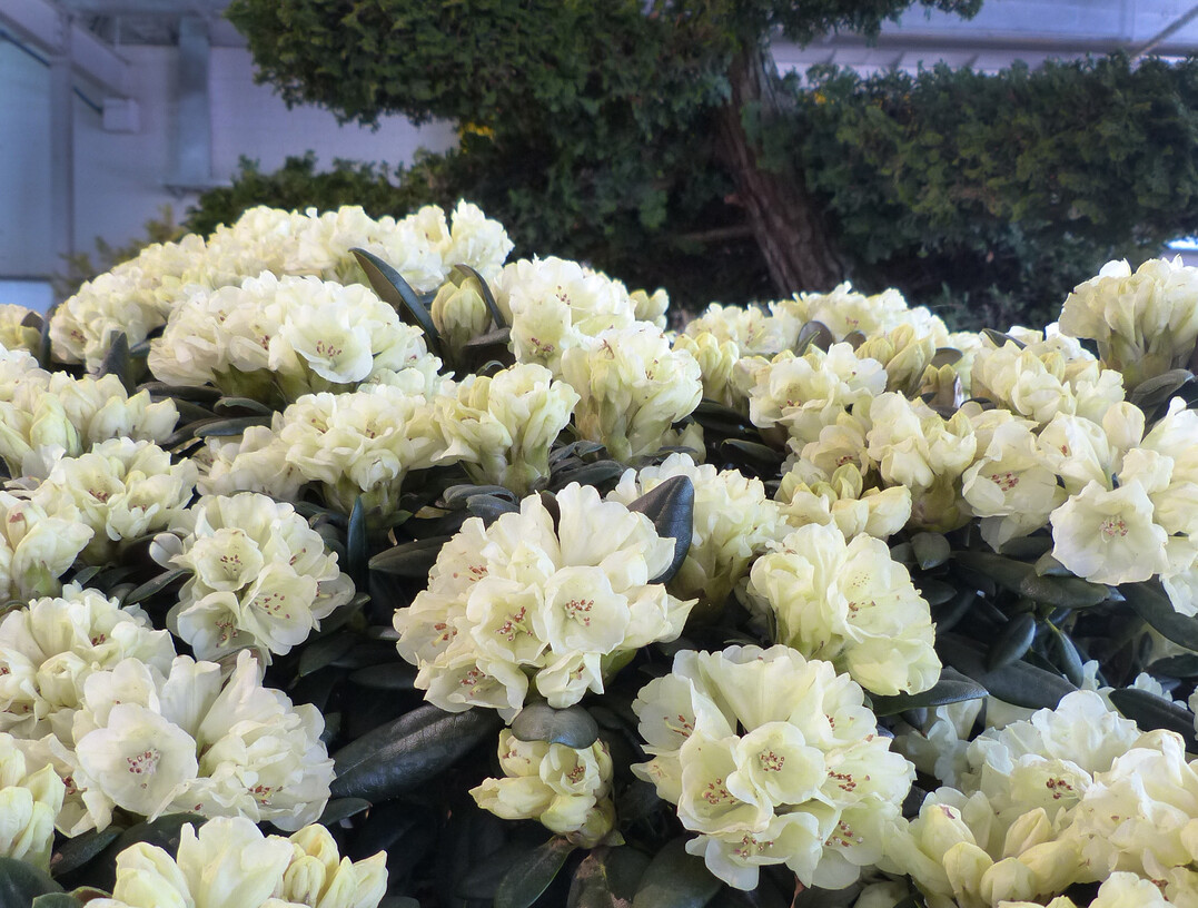 1. Hallenschau BUGA Mannheim 2023: Aze liebt Lea! Rhododendron Lucinda