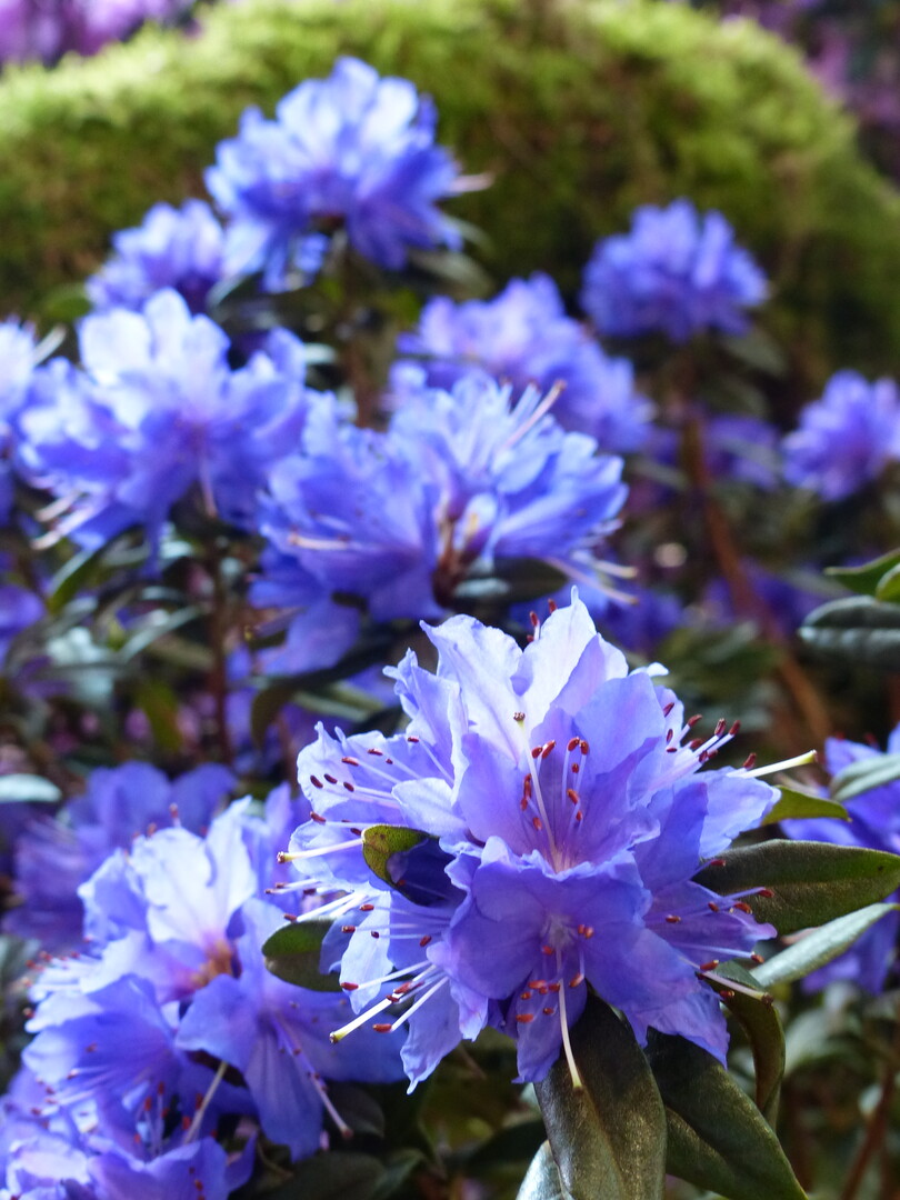 1. Hallenschau BUGA Mannheim 2023: Aze liebt Lea! Rhododendron russatum Gletschernacht