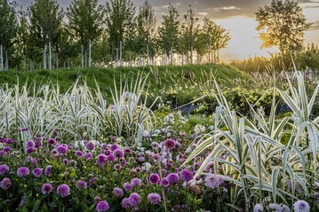 Die Dahlienbeete der BUGA Mannheim 2023 im Spinelli-Park. Mehr als 1300 Pflanzen in 155
Sorten sind zu sehen. 