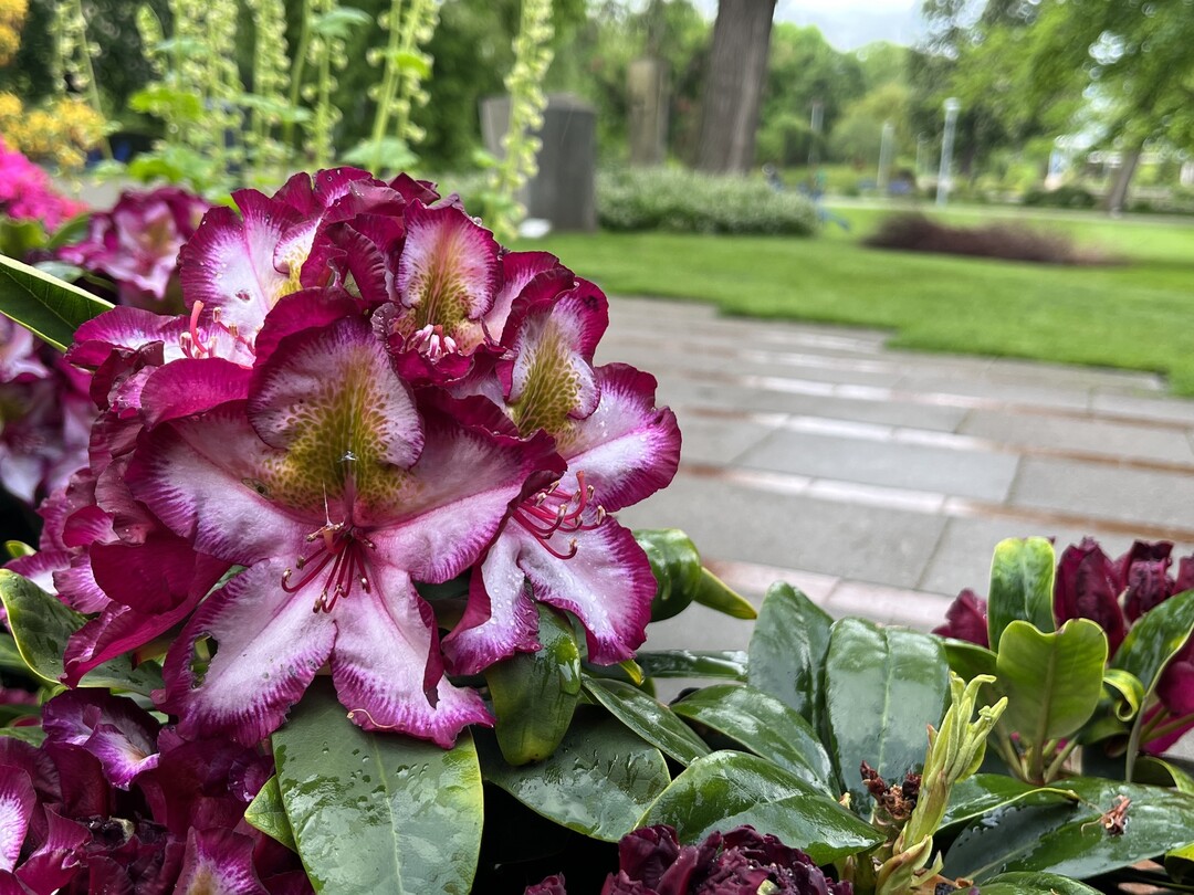 Neues Rhododendronareal Luisenpark 2023