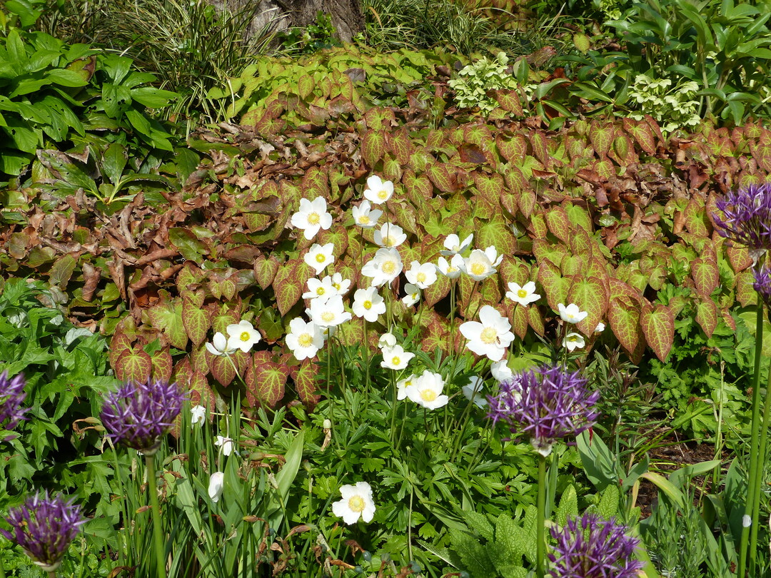 Anemonen und Zierlauch bestimmen das Frhlingsbild des BUGA-Beitrags des Bamberger Staudengartens Strobler im Mannheimer Luisenpark.