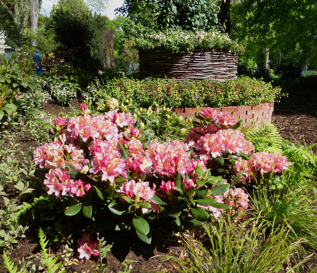 Detail neues Rhododendron-Areal