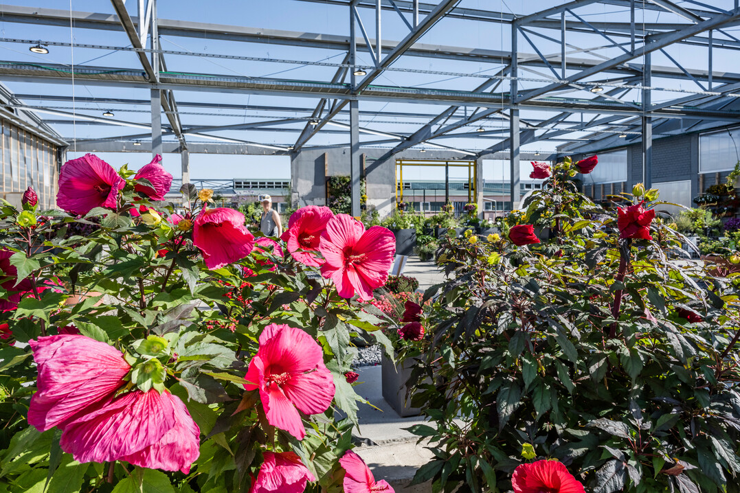 Inspiration durch Kbelpflanzen, etwa grobltige Hibisken von Klenart Stauden.