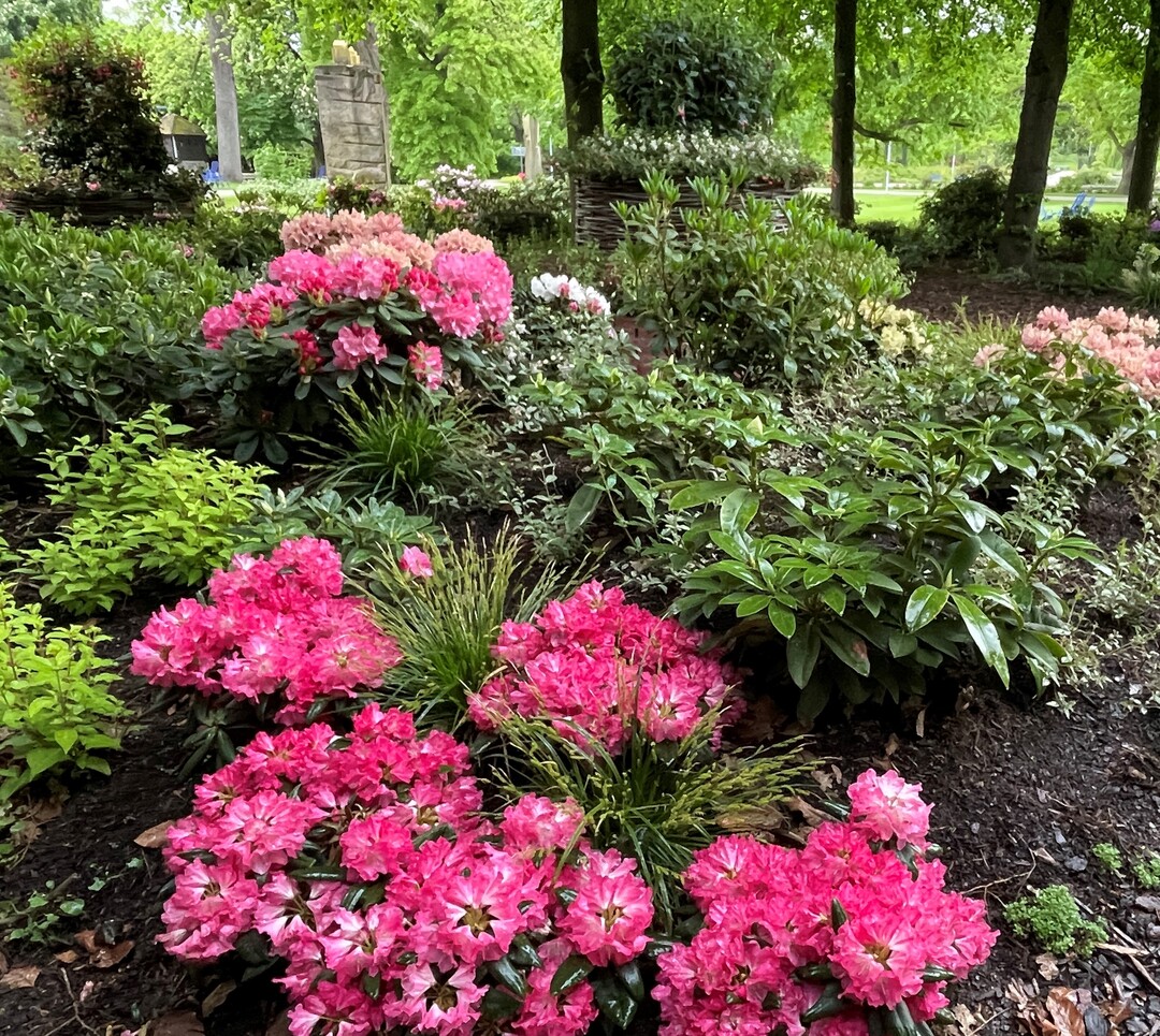 Blick ins neue Rhododendron-Areal